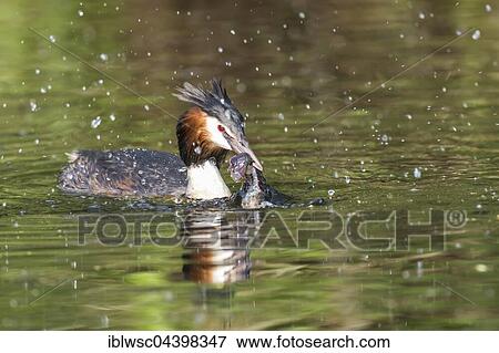 Stock Photo - Great crested grebe (Podiceps cristatus) with European crayfish (Astacus astacus) in water, Nettetal, North Rhine-Westphalia, Germany, Europe. Fotosearch