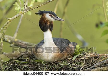 Great crested grebe (Podiceps cristatus) on nest, Nettetal, North Rhine-Westphalia, Germany, Europe View Large Photo Image Stock Photo - Great crested grebe (Podiceps cristatus) on nest, Nettetal, North Rhine-Westphalia, Germany, Europe. Fotosearch