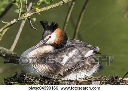Great crested grebe (Podiceps cristatus) sitting on nest, Nettetal, North Rhine-Westphalia, Germany, Europe View Large Photo Image Stock Photograph - Great crested grebe (Podiceps cristatus) sitting on nest, Nettetal, North Rhine-Westphalia, Germany, Europe. Fotosearch