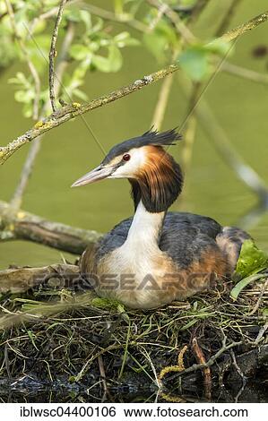 Great crested grebe (Podiceps cristatus) on nest, Nettetal, North Rhine-Westphalia, Germany, Europe View Large Photo Image Stock Photograph - Great crested grebe (Podiceps cristatus) on nest, Nettetal, North Rhine-Westphalia, Germany, Europe. Fotosearch