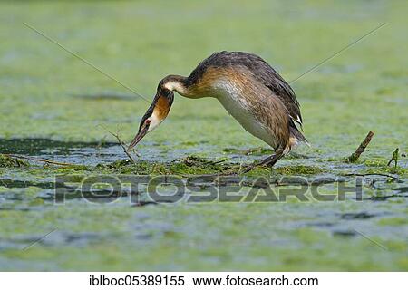 Stock Photography - Great crested grebe (Podiceps cristatus), North Rhine-Westphalia, Germany, Europe. Fotosearch
