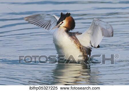 Great crested grebe, Podiceps cristatus, Switzerland, Europe View Large Photo Image Stock Photography - Great crested grebe, Podiceps cristatus, Switzerland, Europe. Fotosearch