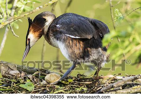 Great crested grebe (Podiceps cristatus) in nest, Nettetal, North Rhine-Westphalia, Germany, Europe View Large Photo Image Stock Photography - Great crested grebe (Podiceps cristatus) in nest, Nettetal, North Rhine-Westphalia, Germany, Europe. Fotosearch