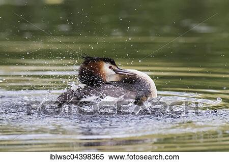 Stock Photography - Great crested grebe (Podiceps cristatus) in water, courting, Nettetal, North Rhine-Westphalia, Germany, Europe. Fotosearch