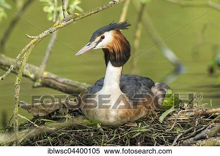 Great crested grebe (Podiceps cristatus) on nest, Nettetal, North Rhine-Westphalia, Germany, Europe View Large Photo Image Stock Photography - Great crested grebe (Podiceps cristatus) on nest, Nettetal, North Rhine-Westphalia, Germany, Europe. Fotosearch