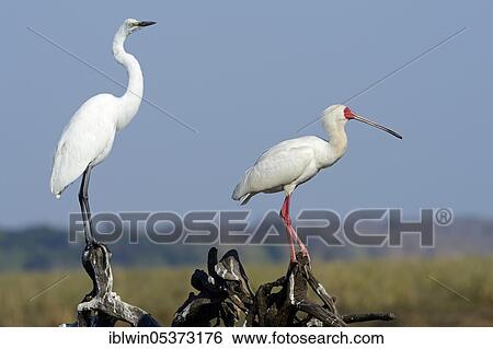 Stock Photograph - Great egret (Casmerodius albus) and Roseate Spoonbill (Platalea alba), Chobe National Park, Botswana, Africa. Fotosearch