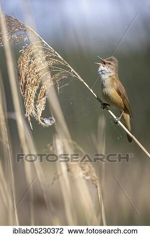 Great Reed Warbler (Acrocephalus arundinaceus), Lusatia, Saxony, Germany, Europe View Large Photo Image Stock Image - Great Reed Warbler (Acrocephalus arundinaceus), Lusatia, Saxony, Germany, Europe. Fotosearch