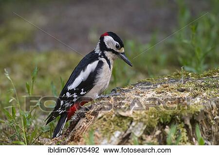 Great spotted woodpecker (Dendrocopos major), male foraging on a tree stump, North Rhine-Westphalia, Germany, Europe View Large Photo Image Stock Image - Great spotted woodpecker (Dendrocopos major), male foraging on a tree stump, North Rhine-Westphalia, Germany, Europe. Fotosearch