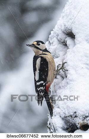 Stock Image - Great spotted woodpecker (Dendrocopos major), female, foraging on a tree trunk in winter, Volcanic Eifel, Rhineland-Palatinate, Germany, Europe. Fotosearch