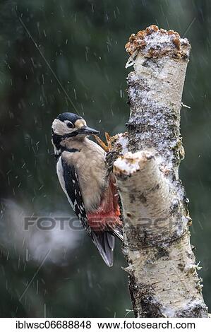 Stock Photo - Great spotted woodpecker (Dendrocopos major), female, foraging on a tree trunk in winter, Volcanic Eifel, Rhineland-Palatinate, Germany, Europe. Fotosearch