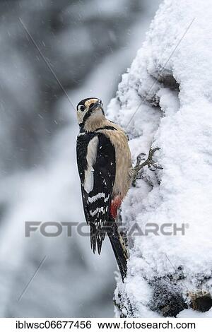 Stock Photograph - Great spotted woodpecker (Dendrocopos major), female, foraging on a tree trunk in winter, Volcanic Eifel, Rhineland-Palatinate, Deutschlans. Fotosearch