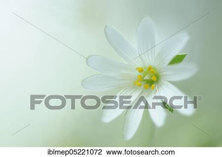 Stock Image - Great stitchwort (Stellaria holostea). Fotosearch