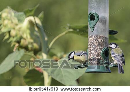 Stock Photo - Great tit (Parus major) at feeding station, Lower Saxony, Germany, Europe. Fotosearch