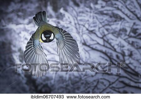Stock Image - Great tit (Parus major), Great tit in flight, North Rhine-Westphalia, Germany, Europe. Fotosearch