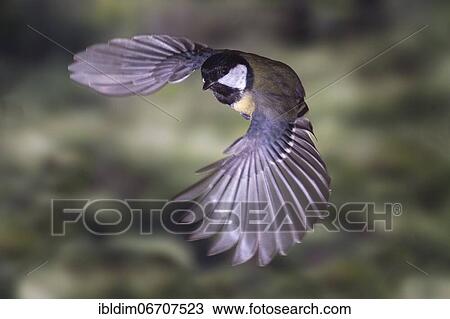 Great tit (Parus major), Great tit in flight, North Rhine-Westphalia, Germany, Europe View Large Photo Image Stock Image - Great tit (Parus major), Great tit in flight, North Rhine-Westphalia, Germany, Europe. Fotosearch