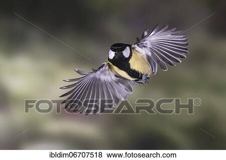 Great tit (Parus major), Great tit in flight, North Rhine-Westphalia, Germany, Europe View Large Photo Image Stock Photo - Great tit (Parus major), Great tit in flight, North Rhine-Westphalia, Germany, Europe. Fotosearch