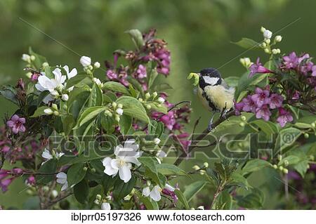 Great tit (Parus major) with caterpillar, Lower Saxony, Germany, Europe View Large Photo Image Stock Photograph - Great tit (Parus major) with caterpillar, Lower Saxony, Germany, Europe. Fotosearch