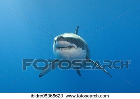 Great White Shark (Carcharodon carcharias), Neptune Islands, Australia, Oceania View Large Photo Image Stock Image - Great White Shark (Carcharodon carcharias), Neptune Islands, Australia, Oceania. Fotosearch