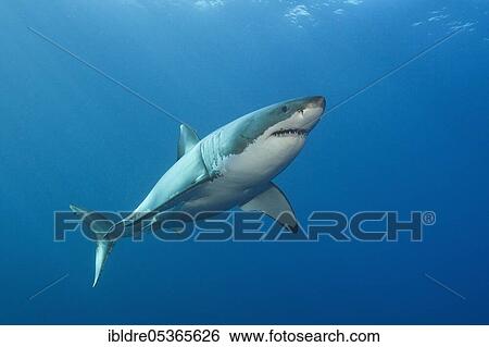 Great White Shark (Carcharodon carcharias), Neptune Islands, Australia, Oceania View Large Photo Image Stock Photograph - Great White Shark (Carcharodon carcharias), Neptune Islands, Australia, Oceania. Fotosearch