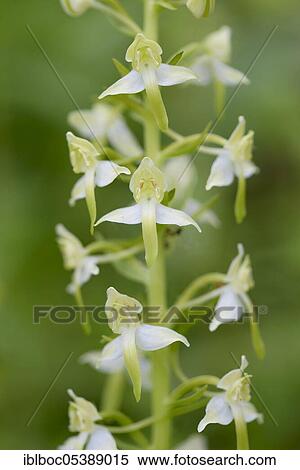 Stock Photography - Greater butterfly-orchid (Platanthera chlorantha), Lower Saxony, Germany, Europe. Fotosearch