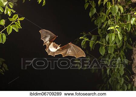 Greater mouse-eared bat (Myotis myotis) in Devetashka Pestera cave, Lovech, Bulgaria, Europe View Large Photo Image Stock Photo - Greater mouse-eared bat (Myotis myotis) in Devetashka Pestera cave, Lovech, Bulgaria, Europe. Fotosearch