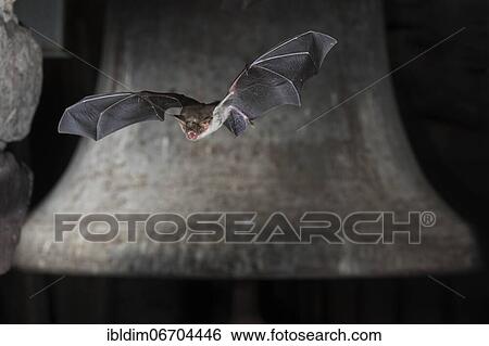 Greater mouse-eared bat (Myotis myotis) flying in front of church bell, Thuringia, Germany, Europe View Large Photo Image Stock Photograph - Greater mouse-eared bat (Myotis myotis) flying in front of church bell, Thuringia, Germany, Europe. Fotosearch