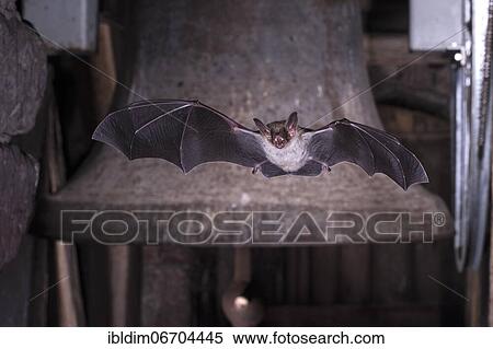 Greater mouse-eared bat (Myotis myotis) flying in front of church bell, Thuringia, Germany, Europe View Large Photo Image Stock Photography - Greater mouse-eared bat (Myotis myotis) flying in front of church bell, Thuringia, Germany, Europe. Fotosearch