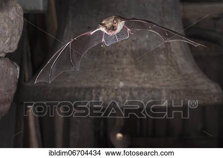 Greater mouse-eared bat (Myotis myotis), flying in front of church bell, Thuringia, Germany, Europe View Large Photo Image Picture - Greater mouse-eared bat (Myotis myotis), flying in front of church bell, Thuringia, Germany, Europe. Fotosearch