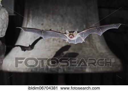 Stock Image - Greater mouse-eared bat (Myotis myotis), flying in front of church bell, Thuringia, Germany, Europe. Fotosearch