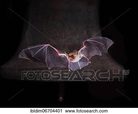 Greater mouse-eared bat (Myotis myotis), flying in front of church bell, Thuringia, Germany, Europe View Large Photo Image Stock Image - Greater mouse-eared bat (Myotis myotis), flying in front of church bell, Thuringia, Germany, Europe. Fotosearch