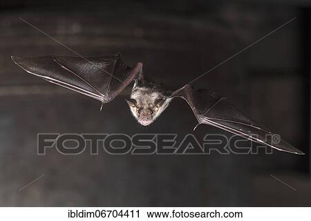 Greater mouse-eared bat (Myotis myotis), flying in front of church bell, Thuringia, Germany, Europe View Large Photo Image Stock Image - Greater mouse-eared bat (Myotis myotis), flying in front of church bell, Thuringia, Germany, Europe. Fotosearch