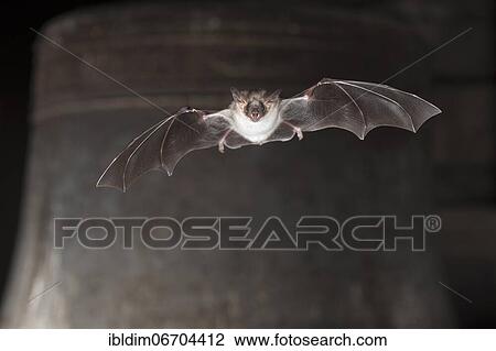 Greater mouse-eared bat (Myotis myotis), flying in front of church bell, Thuringia, Germany, Europe View Large Photo Image Stock Image - Greater mouse-eared bat (Myotis myotis), flying in front of church bell, Thuringia, Germany, Europe. Fotosearch