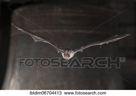 Greater mouse-eared bat (Myotis myotis), flying in front of church bell, Thuringia, Germany, Europe View Large Photo Image Stock Image - Greater mouse-eared bat (Myotis myotis), flying in front of church bell, Thuringia, Germany, Europe. Fotosearch