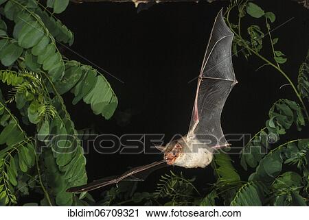 Greater mouse-eared bat (Myotis myotis), in Devetashka Pestera cave, Alexandrovo, Bulgaria, Europe View Large Photo Image Stock Image - Greater mouse-eared bat (Myotis myotis), in Devetashka Pestera cave, Alexandrovo, Bulgaria, Europe. Fotosearch