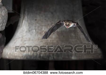 Greater mouse-eared bat (Myotis myotis), flying in front of church bell, Thuringia, Germany, Europe View Large Photo Image Stock Photo - Greater mouse-eared bat (Myotis myotis), flying in front of church bell, Thuringia, Germany, Europe. Fotosearch