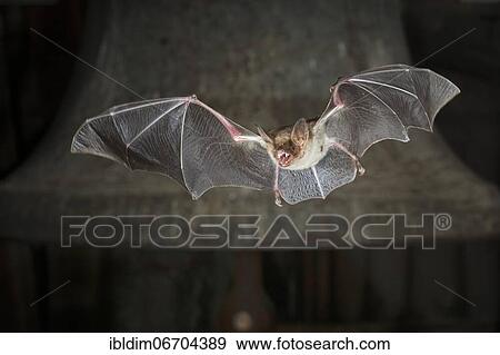 Stock Photo - Greater mouse-eared bat (Myotis myotis), flying in front of church bell, Thuringia, Germany, Europe. Fotosearch