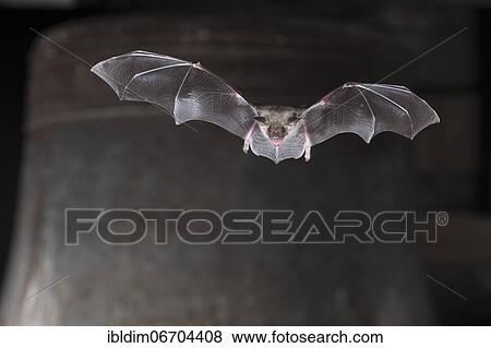 Stock Photo - Greater mouse-eared bat (Myotis myotis), flying in front of church bell, Thuringia, Germany, Europe. Fotosearch
