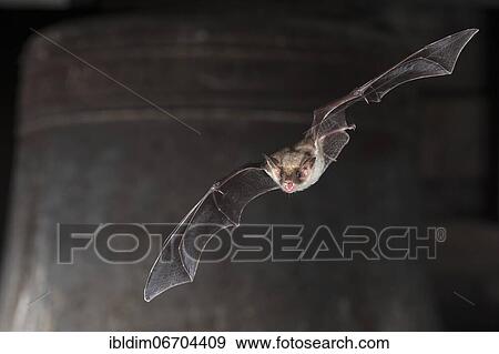 Stock Photo - Greater mouse-eared bat (Myotis myotis), flying in front of church bell, Thuringia, Germany, Europe. Fotosearch