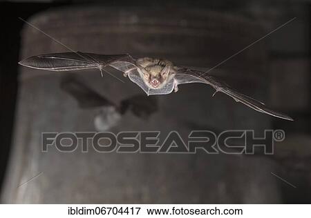Greater mouse-eared bat (Myotis myotis), flying in front of church bell, Thuringia, Germany, Europe View Large Photo Image Stock Photo - Greater mouse-eared bat (Myotis myotis), flying in front of church bell, Thuringia, Germany, Europe. Fotosearch