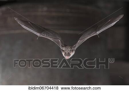 Greater mouse-eared bat (Myotis myotis), flying in front of church bell, Thuringia, Germany, Europe View Large Photo Image Stock Photo - Greater mouse-eared bat (Myotis myotis), flying in front of church bell, Thuringia, Germany, Europe. Fotosearch