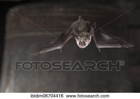 Greater mouse-eared bat (Myotis myotis), flying in front of church bell, Thuringia, Germany, Europe View Large Photo Image Stock Photograph - Greater mouse-eared bat (Myotis myotis), flying in front of church bell, Thuringia, Germany, Europe. Fotosearch