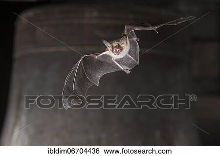 Greater mouse-eared bat (Myotis myotis), flying in front of church bell, Thuringia, Germany, Europe View Large Photo Image Stock Photograph - Greater mouse-eared bat (Myotis myotis), flying in front of church bell, Thuringia, Germany, Europe. Fotosearch