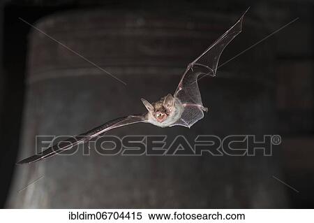 Greater mouse-eared bat (Myotis myotis), flying in front of church bell, Thuringia, Germany, Europe View Large Photo Image Stock Photography - Greater mouse-eared bat (Myotis myotis), flying in front of church bell, Thuringia, Germany, Europe. Fotosearch