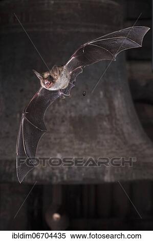 Greater mouse-eared bat (Myotis myotis), flying in front of church bell, at the same time a ball of droppings falls, Thuringia, Germany, Europe View Large Photo Image Stock Photography - Greater mouse-eared bat (Myotis myotis), flying in front of church bell, at the same time a ball of droppings falls, Thuringia, Germany, Europe. Fotosearch