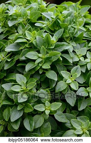 Greek Basil ( Ocimum basilicum) Basil Tree. View Large Photo Image Picture - Greek Basil ( Ocimum basilicum) Basil Tree.. Fotosearch