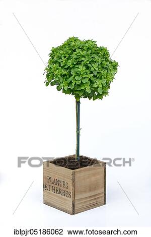 Stock Image - Greek Basil ( Ocimum basilicum) Basil Tree, mini-trunk in pot. Fotosearch
