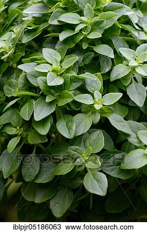 Stock Image - Greek Basil ( Ocimum basilicum) Basil Tree.. Fotosearch