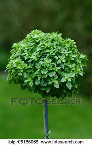 Greek Basil ( Ocimum basilicum) "Basil Tree", mini trunk View Large Photo Image Stock Photography - Greek Basil ( Ocimum basilicum) "Basil Tree", mini trunk. Fotosearch