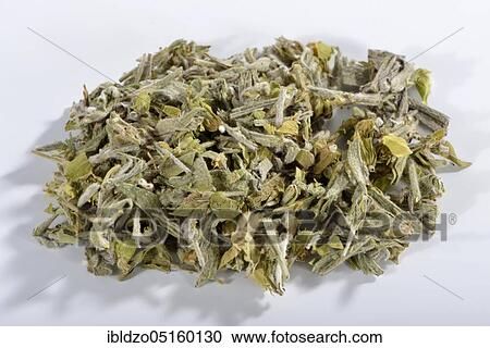 Greek mountain tea (Sideritis syriaca) View Large Photo Image Stock Image - Greek mountain tea (Sideritis syriaca). Fotosearch