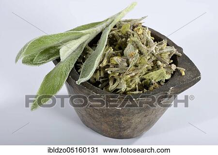 Greek mountain tea (Sideritis syriaca) View Large Photo Image Stock Image - Greek mountain tea (Sideritis syriaca). Fotosearch